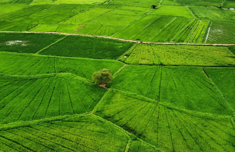 The Importance of Soil Analysis in Modern Agriculture
