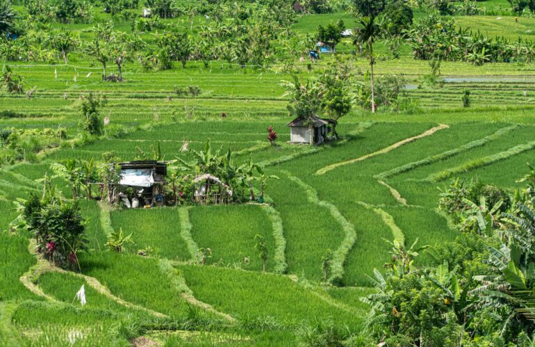 The Future of Smart Agriculture: How Technology is Transforming Farming